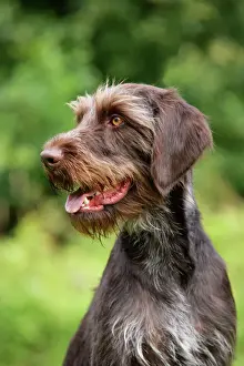 Drucke von JD-22256 Hund Deutsche Drahthaarige Vorstehhund auch bekannt als Deutscher Drehhaar-Vorwärtslauf von John Daniels Beachten Sie Verwandte Bilder Drucke: Deutscher Drahthaar-Punktierhund