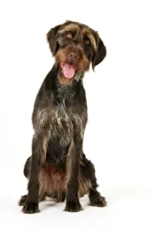 Dog Breeds Drucke: Dog. German Wire-Haired Pointer