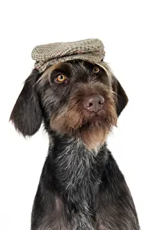 Dog Breeds Drucke: Dog. German Wire-Haired Pointer with hat