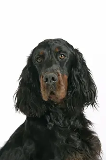 Dog Prints For Sale Drucke: DOG. Gordon setter