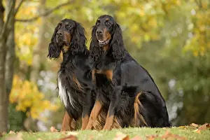 Black And Tan Dogs Drucke: Dog - Gordon Setters