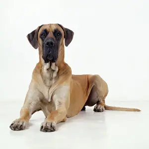 Drucke von JD-15351 Deutscher Hund Großer Bulldog Liegend auch bekannt als Deutsche Dogge von John Daniels Beachten Sie Deutsche Dogge Drucke: Großer Deutscher Dog liegt auf dem Boden