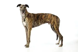 Greyhound Breeds Drucke: DOG. Greyhound