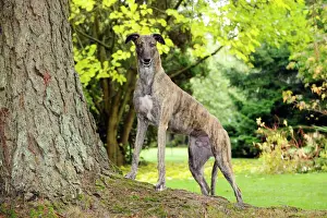 Hund, Grauhund auf Baumwurzel stehend