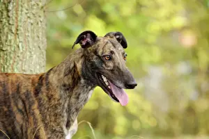 Drucke von JD-21325 HUND. Dachshund vor Baum Hans-Joachim Daniel Bitte beachten Sie, dass Drucke nur für persönliche Anzeigezwecke gedacht sind und irgendeine Art der Wiedergabe nicht zulässig ist Hunde (Haushunde) Drucke: Hund, Grauhund vor dem Baum