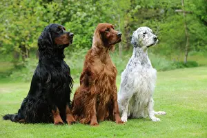 Hund, irischer Setter sitzt zwischen Gordon-Setter und englischen Setter