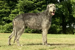 Irish Wolfhund Hund