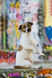 Hund - Jack Russel Terrier sitzt auf Hinterbeinen