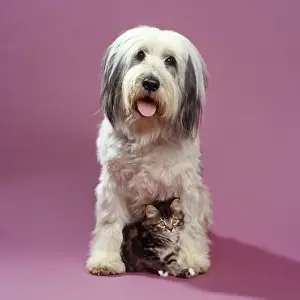 Pet Photography Studio Shots Drucke: Dog & kitten