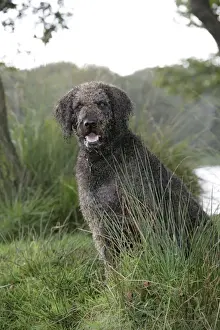 Gerahmter Druck : Hund - Labradoodles Gerahmter Druck : Hund - Labradoodles