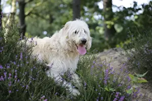 Hund - Labradoodles