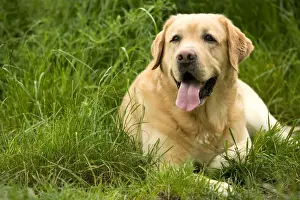 Unique Pet Gifts Online Drucke: Dog - Labrador