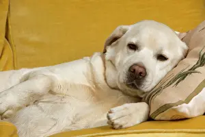 Jean Michel Labat Art Print Drucke: Dog - labrador resting no sofa