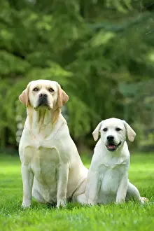 Hund – zwei Labrador-Rüden