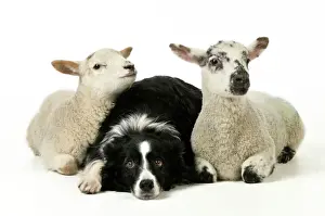 Drucke von JD-21546 HUND UND SCHAFEN Schlafzimmer Drucke: Hund und Schaf, Grenzcollie sitzt zwischen zwei Kreuzschafen