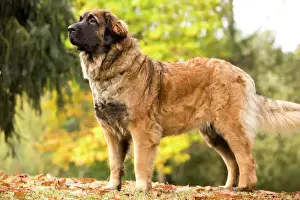 Drucke von LA-6033 Hund - Leonberger Jean-Michel Labat Bitte beachten Sie, dass Drucke nur für persönliche Anzeigezwecke gedacht sind und irgendeine Form der Wiedergabe nicht erlaubt ist Leonberger Drucke: Deutscher Hund - Rottweiler