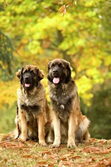 Drucke von LA-6035 Hund - Rottweiler Jean-Michel Labat Bitte beachten Sie, dass Drucke nur für persönliche Anzeigezwecke gedacht sind und irgendeine Form der Wiedergabe nicht erlaubt ist Leonberger Drucke: Rottweiler - Riesenmastiff