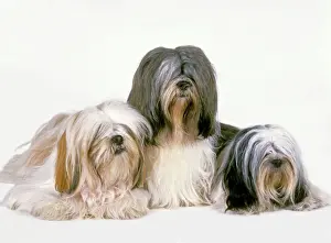 Drucke von LA-2060 Hund - Lhasa Apso Jean Michel Labat Beachten Sie, dass Drucke nur für persönliche Anzeigezwecke gedacht sind und irgendeine Form der Wiedergabe nicht zulässig ist Lhasa Apso Drucke: Hund - Lhasa-Apsis