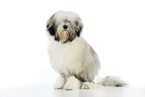 White Background Dog Images Drucke: DOG. Lowchen