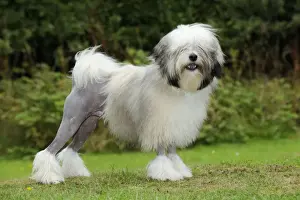 Hund, Lowchen