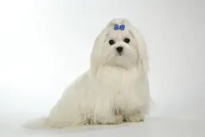 Personalized Pet Photos Prints Drucke: Dog - Maltese