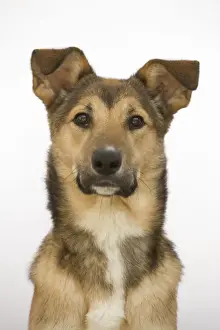 Limited Edition Pet Art Drucke: Dog - mongrel