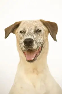 Personal Use Pet Prints Online Drucke: Dog - Mongrel, close up of head