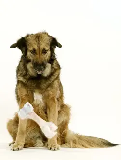 Jean Michel Labat Prints Drucke: Dog - Mongrel dropping bone
