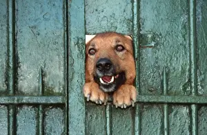 Johan De Meester Artwork Drucke: Dog - Mongrel looking through hole in gate