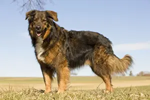 Pet Mammal Photography Drucke: Dog - mongrel outside