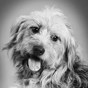 Black And White Pet Photography Drucke: Dog - Mongrel in studio Digital Manipulation: B&W