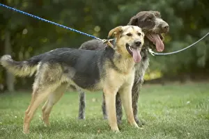 Dog Photography LA Drucke: Dog - two mongrels on leads