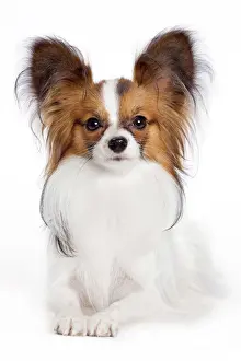 Drucke von LA-7414 Hund - Papillon Im Vereinigten Staaten wird der Phalène nicht von dem Papillon unterschieden Spielzeug Drucke: Hund - Papillon
