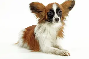 Jean Michel Labat Art Drucke: Dog - Papillon, lying down