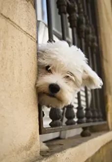 Home Decor With Pets Drucke: Dog - peering out of window