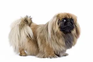 Pekingese Dog Breeds Drucke: Dog - Pekingese in studio
