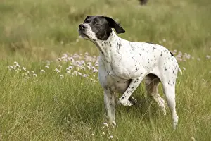Mammals As Pets Information Drucke: Dog - Pointer - pointing