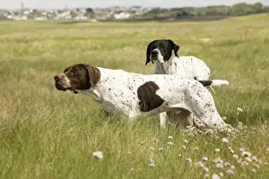 Black And White Dog Breeds Drucke: Dog - Pointers