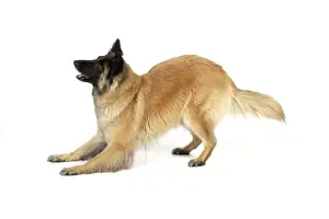 Studio Dog Photography Drucke: DOG Posture. play bow