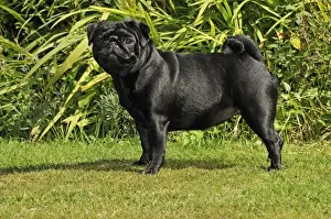 Hund, Pudel