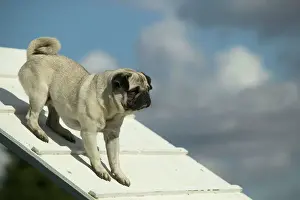 Jean Michel Labat Art Drucke: Dog - pug on agility course