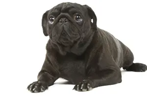 Short Haired Black Dogs Drucke: Dog - Pug in studio