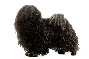 Canine Portrait Art Prints Drucke: Dog - Puli