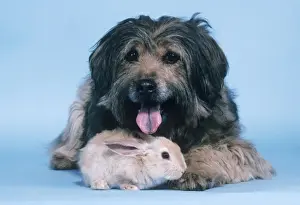 Personalized Pet Photography Prints Drucke: Dog - with Rabbit