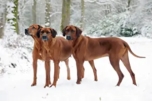 Drucke von JD-22737 HUND - Rhodésische Ridgeschwänze im Schnee Hans-Joachim Daniels Afrikanischer Löwe Drucke: Hund - Rhodésische Ridgeback im Schnee