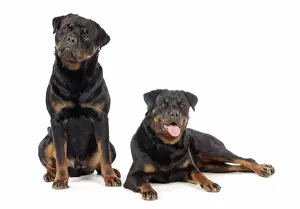 Personalized Pet Art Drucke: DOG. Two rottweilers