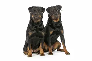 Zwei Rottweilerhunde