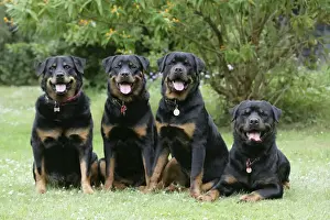 Rottweiler Hunde sitzen zusammen