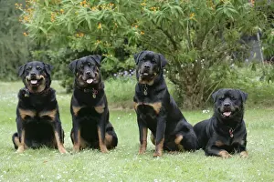 Pet Photography Prints Drucke: Dog - Rottweilers sitting down together