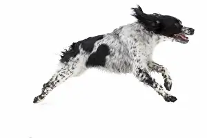 White Background Dog Photoshoots Drucke: dog - running towards camera